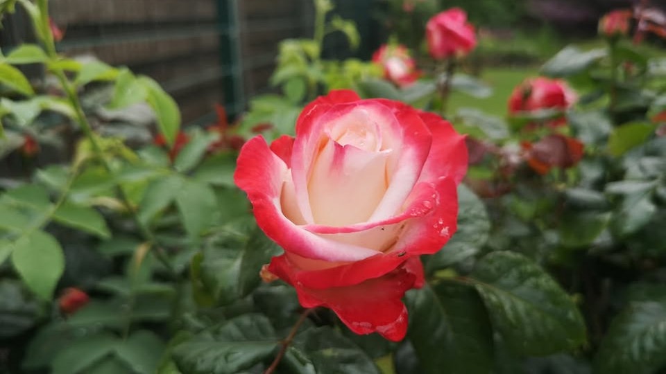 Rosen 