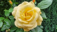 Rosen 