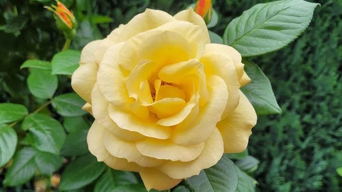 Rosen 