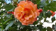 Rosen