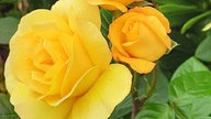 Rosen
