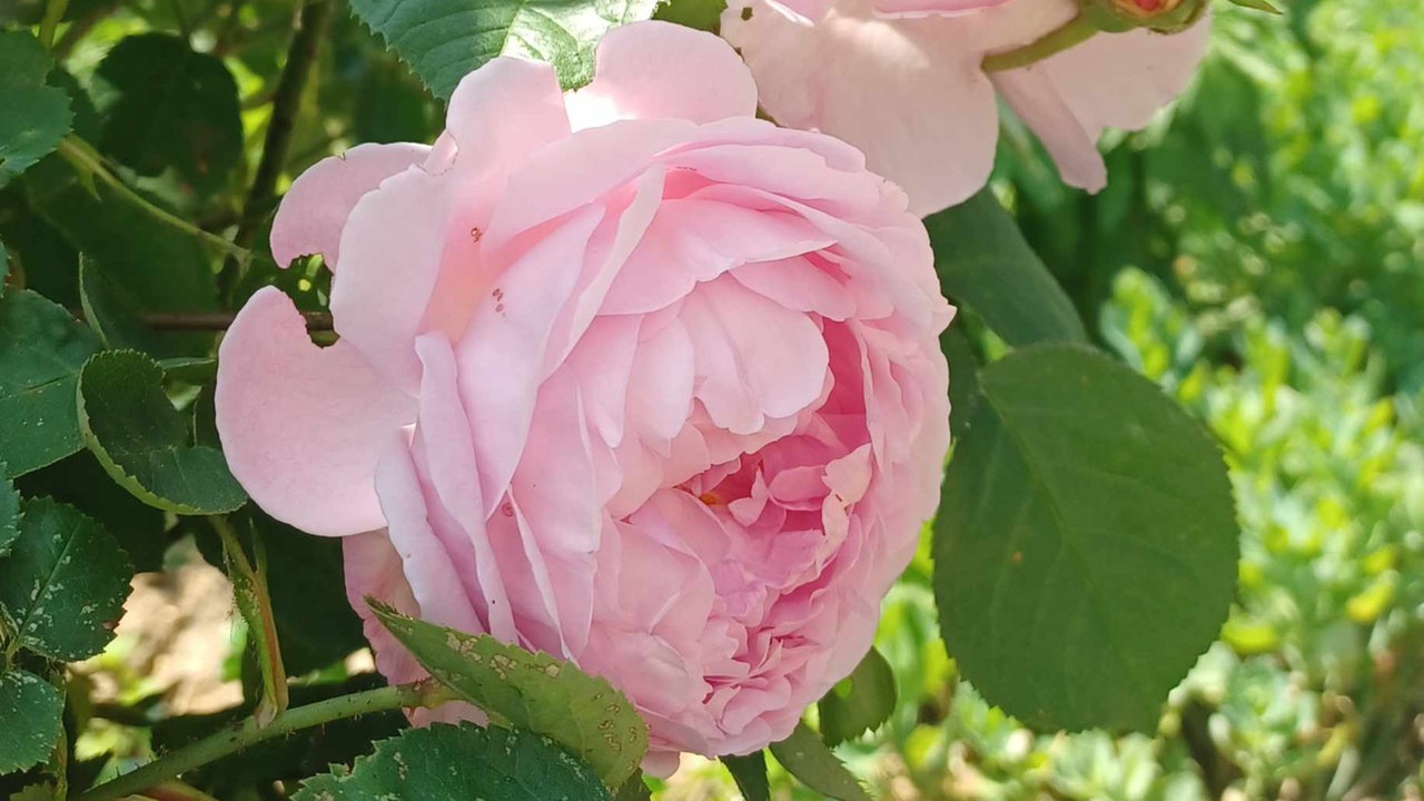 Rosen