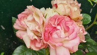 Rosen 