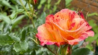 Rosen 