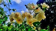 Rosen 