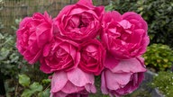 Rosen 
