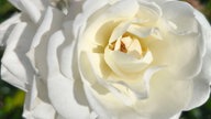 Rosen 