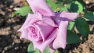 Rosen 