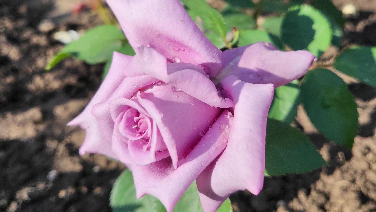 Rosen 