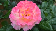 Rosen 