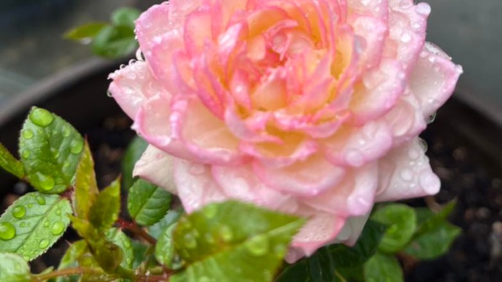Rosen 