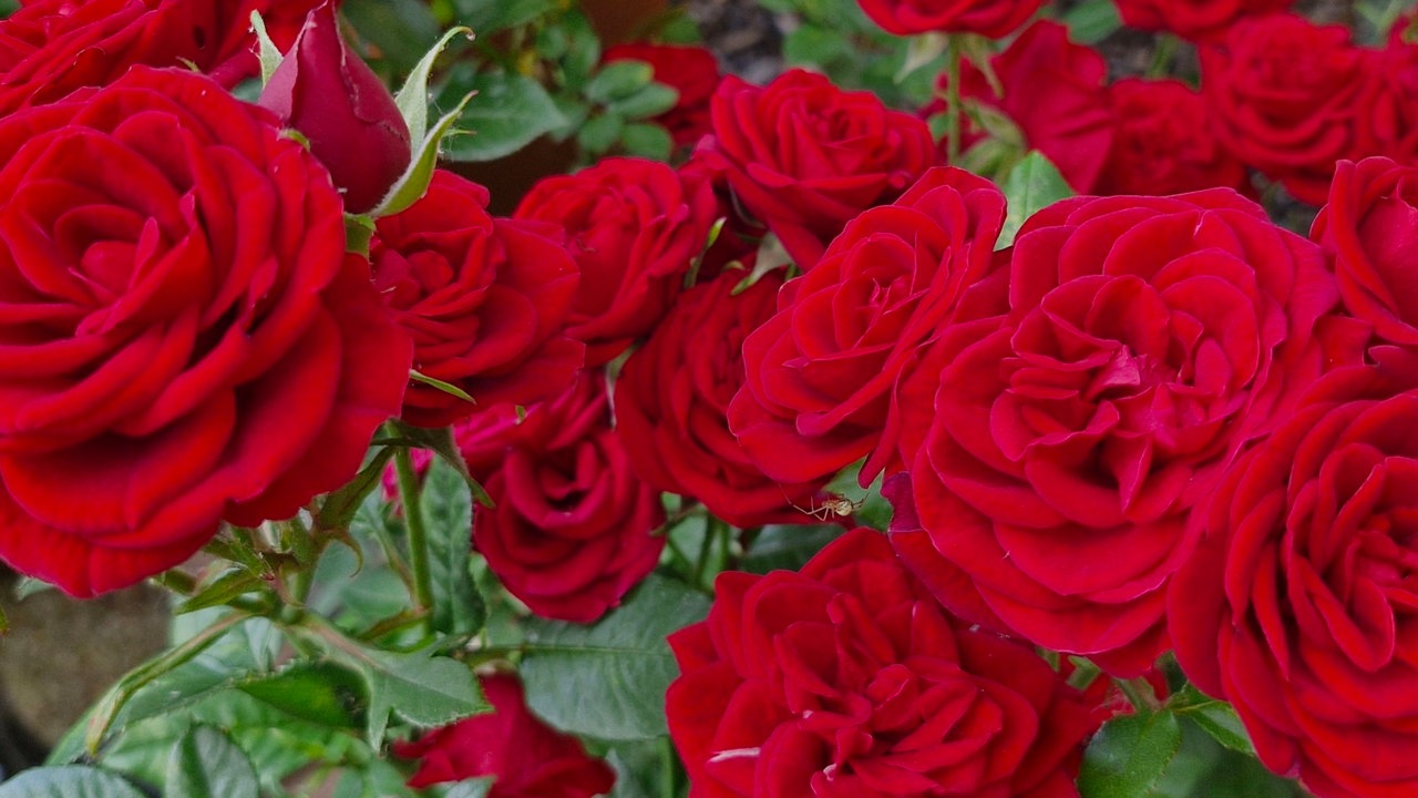 Rosen 