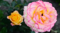 Rosen 