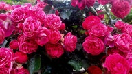 Rosen 