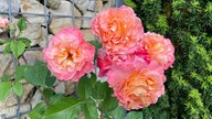 Rosen 