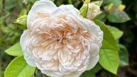 Rosen 