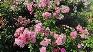 Rosen 