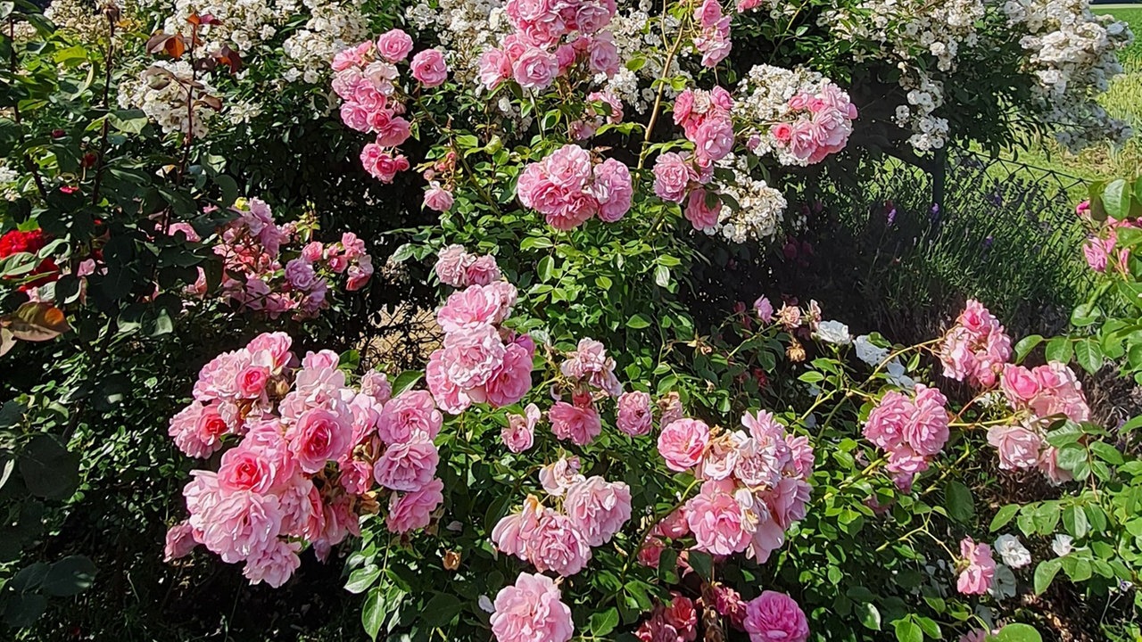 Rosen 