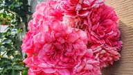 Rosen 