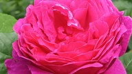 Rosen 