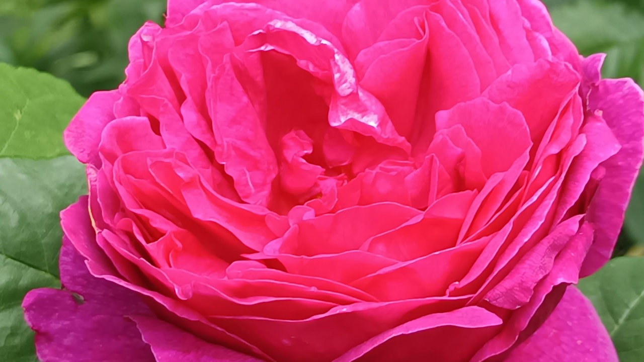 Rosen 