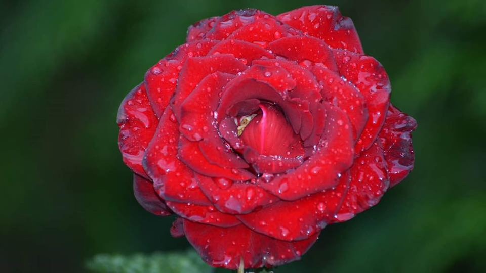 Eine rote Rose