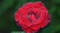 Eine rote Rose