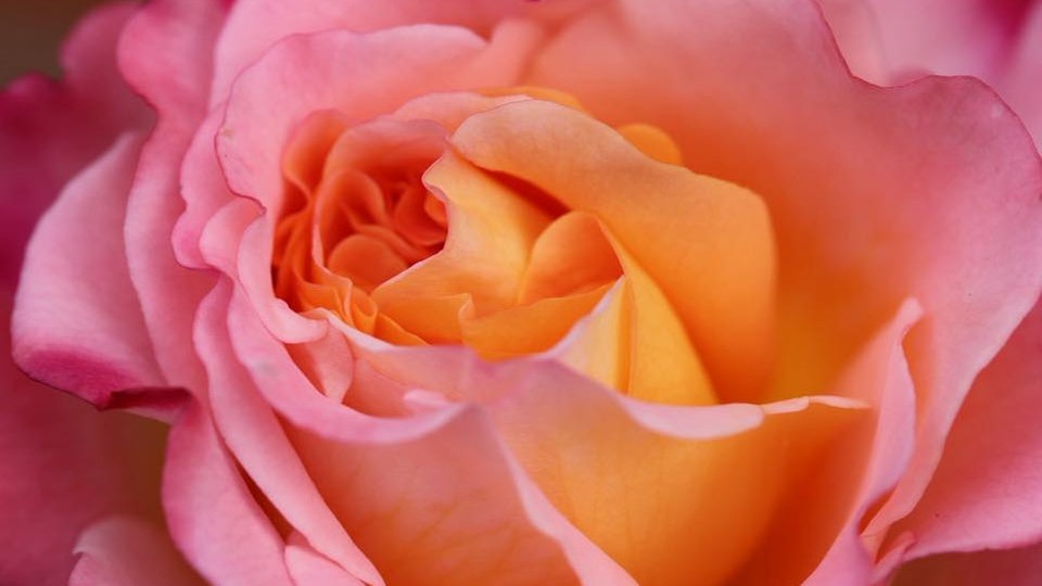 rosafarbene Rose