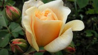 weiß-gelbe Rose am Aufblühen
