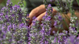 Echter Lavendel