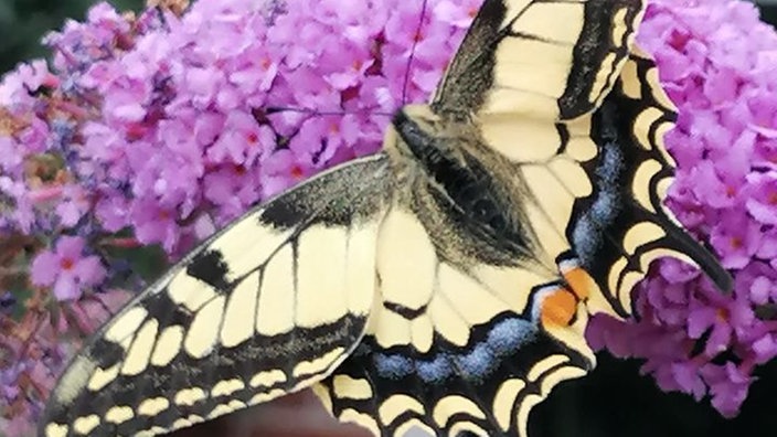 Schmetterling