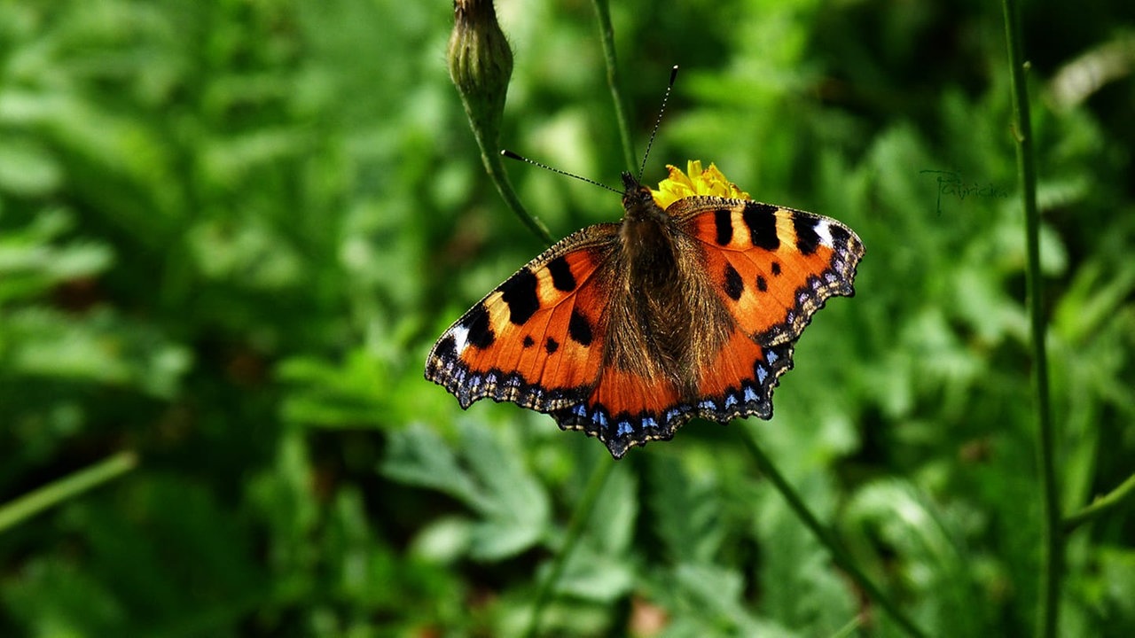 Schmetterling