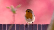 Rotkehlchen vor pinkfarbenem Hintergrund auf einem Zaun