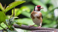 Ein Distelfink auf einem Zweig
