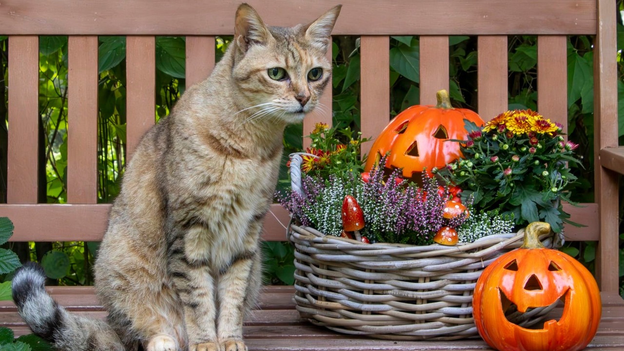 Ihre schönste Herbstdeko