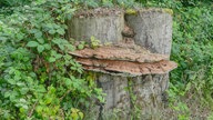 Pilze