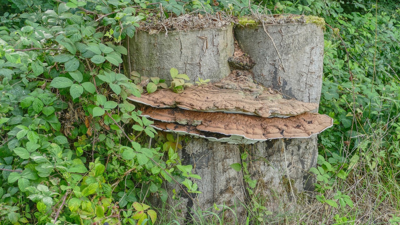 Pilze