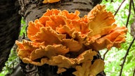 Pilze