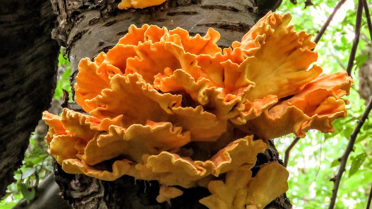 Pilze