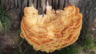 Pilze