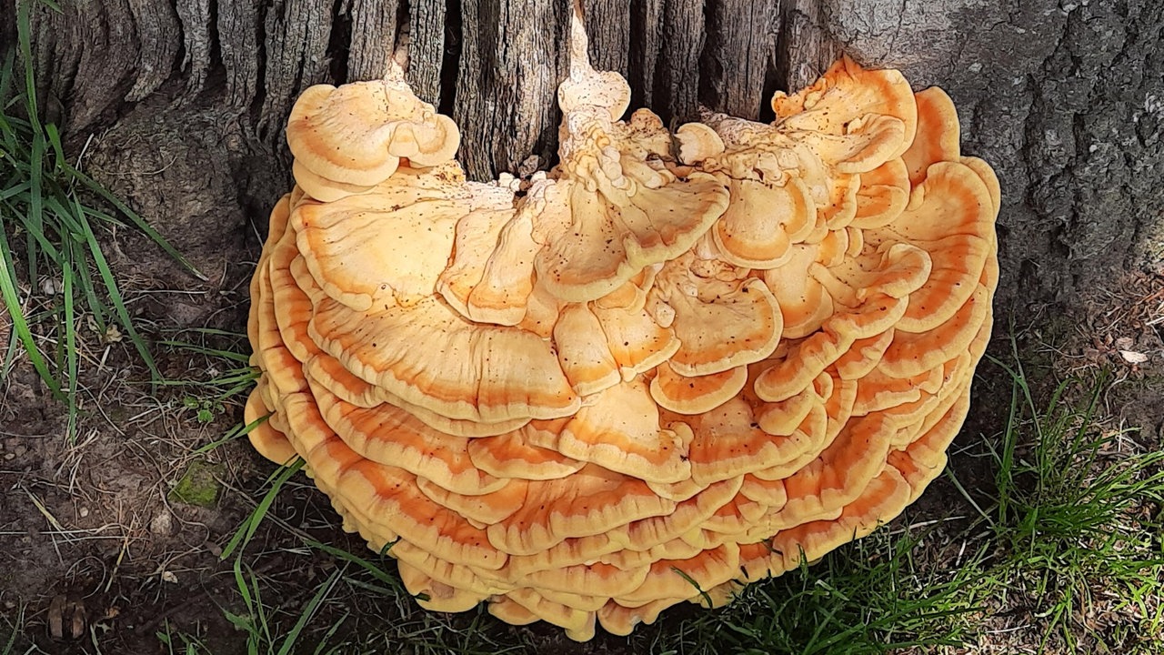 Pilze