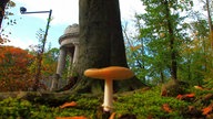 Pilze