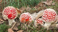 Pilze