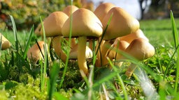 Pilze