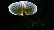 Pilze