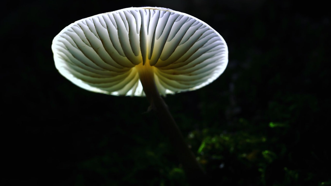 Pilze