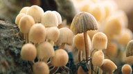 Pilze