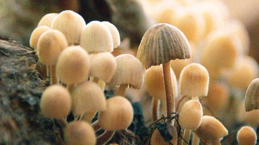 Pilze
