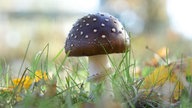 Pilze