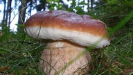 Pilze